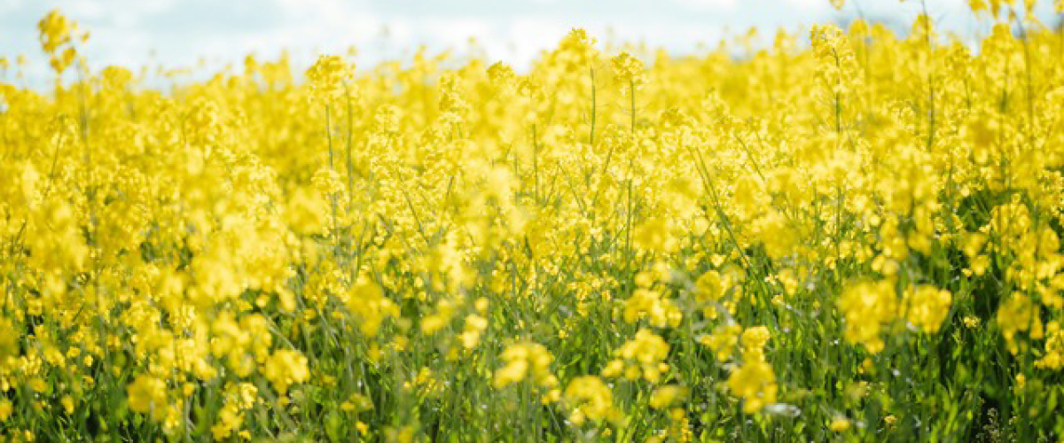 Our 150th Anniversary Mustard Seed Mission Project